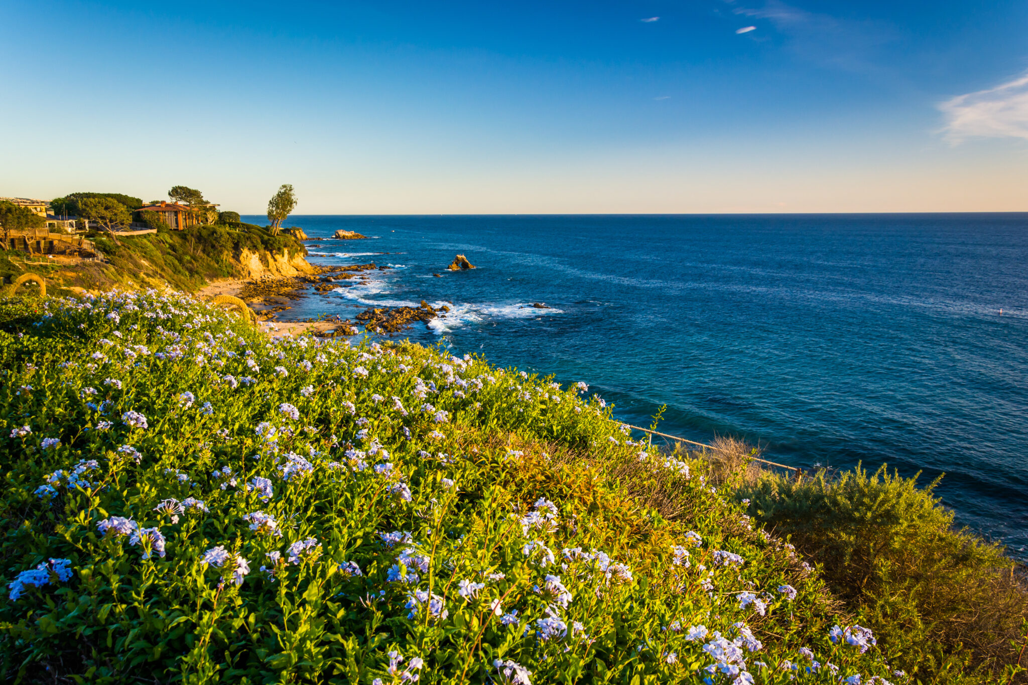 Flowers,And,View,Of,The,Pacific,Ocean,From,Cliffs,In